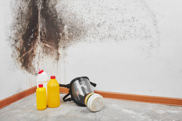 Best Attic Mold Removal  in Frostproof, FL